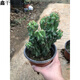 鑫干和（xinganhe）虎頭山多肉植物日系黃金山影仙人掌科桌面辦公室小盆景花卉 虎頭山15-20厘米左右 不含盆