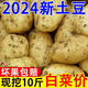 言覺新鮮黃皮土豆現(xiàn)挖現(xiàn)發(fā)農(nóng)家自種黃皮黃心土豆馬鈴薯新鮮洋芋整箱 黃皮土豆  精選9斤裝  中果