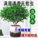 精品驅蚊蟲綠植清香木盆栽正宗胡椒木花卉四季好養(yǎng)凈化空氣吸甲醛 特大苗【買一送一】原盆原土+肥