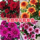 孫凱（SUNKAI）菊花盆栽荷蘭菊花卉綠植小雛菊千頭菊瑪格麗特菊藍目菊 3盆顏色備注 不含盆