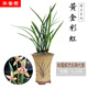 華香園華香園綠植花卉蘭花苗【黃金彩虹】建蘭四季蘭濃香型盆栽盆景綠植 黃金彩虹6苗  不帶花苞裸根發(fā)貨