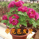 春節開(kāi)花牡丹帶花苞帶盆發(fā)貨年宵花催花菏澤觀(guān)賞重瓣大花高檔禮品 富貴紅8-10個(gè)花苞（花開(kāi)富貴）