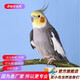 萬寵匯 鳥活體虎皮鸚鵡籠養(yǎng)牡丹玄風(fēng)活鳥學(xué)說話手養(yǎng)小太陽鸚鵡和尚鸚鵡 原始灰玄風(fēng)1只（公母可備注）