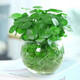 銅錢(qián)草水培植物水養盆栽 金錢(qián)草室內桌面花卉 四季綠植辦公室盆景 時(shí)尚圓球玻璃50節根芽+彩石+營(yíng)養液