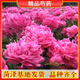 重瓣芍藥花苗多年生耐寒耐旱易活帶根帶芽芍藥苗盆栽地栽花卉種苗 富貴紅6-8芽+送專用肥 裸根不帶土
