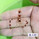 興國海（Singoseafarm）美人蝦 活體海水觀(guān)賞魚(yú) 海水缸珊瑚缸拳師蝦清潔蝦快遞包活興國海 美人蝦4-6cm