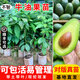 芥圃牛油果樹(shù)苗 官方旗艦 嫁接牛油果苗南方種植哈斯桂墾鱷梨樹(shù)苗帶土 哈斯牛油果苗【帶土帶葉發(fā)貨】 2年苗高度：40-60公分