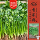 壽禾 香菜種子苗小葉四季盆栽菜種籽 濰豐小葉香菜籽種子15g約2900粒