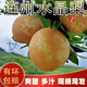 萊財多連州特產(chǎn)潭嶺水晶梨連州新鮮水晶梨脆冠梨黃金甜梨黃花梨翠冠梨 5斤中果