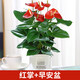 櫻霞水培植物粉掌盆栽水養(yǎng)紅掌鮮花綠植辦公室內(nèi)桌面好養(yǎng)活四季開花 紅掌+自動(dòng)吸水盆