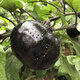 密之藍天現(xiàn)摘現(xiàn)發(fā)農(nóng)家種植茄瓜果類圓茄子1個約400g 新鮮蔬菜 生鮮蒜茄子 1個（約400g)