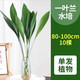 愛(ài)你一萬(wàn)年水培一葉蘭綠植室內盆栽四季常青客廳水養植物好養活天堂鳥(niǎo)桌面花 一葉蘭80-100厘米10棵【不含盆】
