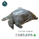 千島湖生態(tài)甲魚(yú)足年足齡生長(cháng)中華鱉活體 大老鱉活體王八清水鱉 鮮活 6齡1250g鮮活公鱉 生態(tài)甲魚(yú)-鮮活到家