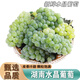 南步湖南新鮮水晶葡萄 農家自種土葡萄香水青葡萄非綠青提子孕婦水果 水晶葡萄 4斤【1-3串左右/斤】