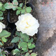灌木月季花苗切花庭院多季開(kāi)花盆栽花卉月季花苗小中多品種 心之水滴小苗