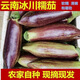 云南冰川茄子新鮮招積蔬名菜緬甸正宗脆皮糯花茄高檔餐廳酒店食材 2斤