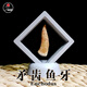 天然矛齒魚(yú)牙動(dòng)物鯊魚(yú)牙齒真化石原石礦石標本海洋古生物擺件孤品 MCY-隨機款實(shí)物非此圖發(fā)貨80元的