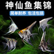 森悠（SARYOR）神仙魚燕魚秘魯神仙熱帶觀賞魚紅頭墨燕藍(lán)魔小型活體淡水 3-4cm神仙6條隨機(jī)品種