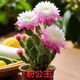 新品進(jìn)口仙人掌姬珊瑚千手觀(guān)音懶人花卉濃香型大花耐熱耐旱易成活 粉公主