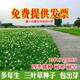 語(yǔ)安進(jìn)口三葉草種子紅三葉白三葉種籽幸運草四季常青耐寒綠化草坪種子 紅白三葉混色進(jìn)口(凈籽)1斤
