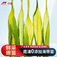 目海（Muhai） 鮮嫩海帶苗 鹽漬海帶牙 裙帶菜 海鮮水產(chǎn) 海帶湯 海帶苗 新苗 海帶苗500克*3袋