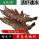 魚(yú)姐海成 青島斑節蝦鮮活冷凍超大斑節蝦九節蝦4只/斤500g袋裝
