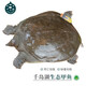 千島湖生態(tài)甲魚(yú)足年足齡生長(cháng)中華鱉活體 大老鱉活體王八清水鱉 鮮活 3-4齡600g鮮活公鱉 生態(tài)甲魚(yú)-鮮活到家