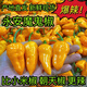 魔鬼辣椒超辣福建永安特產(chǎn)黃椒燈籠椒正宗變態(tài)特辣新鮮現(xiàn)摘農(nóng)家1 爆辣魔鬼辣椒1斤