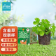 IAM City Farmer含羞草種植盆栽 小學(xué)生科學(xué)趣味diy盆栽 植物觀察窗發(fā)芽生長(zhǎng)10032