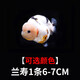 金魚(yú)（Jinyu）【精品高質(zhì)】蘭壽金魚(yú)淡水錦鯉觀(guān)賞魚(yú)國粹耐活好養 蘭壽1條6-7CM【可選顏色】