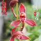 建蘭滿堂紅蘭花紅花經(jīng)典代表名品花卉綠植老種好養(yǎng)易活盆栽濃香型 3壯苗帶花 裸根不帶土