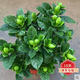 棟碩梔子花盆栽帶花苞大花濃香四季開(kāi)花觀(guān)花植物庭院客廳臥室花卉綠植 大葉梔子花 3年苗盆栽【不帶盆】