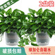 櫻霞【順豐上門】綠蘿盆栽室內(nèi)植物花卉家用綠植水培長藤垂吊大盆綠籮 180#綠加侖吸水2盆裝+2肥