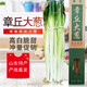 御農(nóng)優(yōu)品正宗章丘繡惠山東大蔥大梧桐大蔥新鮮大蔥春節(jié)送禮禮盒裝5斤 順豐