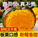 貝貝南瓜2025板栗小南瓜正宗新鮮老南瓜粉糯香甜蔬菜 9斤 凈重8.5斤(單果≥250g)