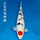 獅灣 錦鯉魚活體日本純種錦鯉魚苗昭和白寫錦鯉魚觀賞魚紅白丹頂大正 三色丹頂錦鯉一條 8-10cm