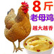 臻蘚鈺【三年老母雞】散養(yǎng)老母雞土雞草雞笨雞新鮮雞肉整只 宰殺后凈重8斤 散養(yǎng)老母雞+料包