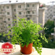 花友垂吊植物 青葉 室內苗木室內盆栽花卉 植物花卉盆栽 鐵線(xiàn)蕨+加侖盆