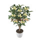 桂花苗 嫁接桂花樹(shù)苗盆栽花卉帶土球庭院陽(yáng)臺(tái)室內(nèi)室外栽植耐寒植物當(dāng)年開(kāi)花 四季桂 3年苗