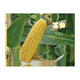 中國原創(chuàng  )圖畫(huà)書(shū)：玉米