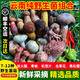 云南野生菌新鮮菌菇組合見(jiàn)手青牛肝菌火鍋煲湯蘑菇養(yǎng)生食用菌 稀有野生菌組合 500g