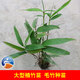 姜芮湖南大型楠竹苗 毛竹小苗 籽播實(shí)生苗帶營(yíng)養杯發(fā)貨 易成活成本低 楠竹2年生籽播苗 含盆