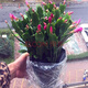 御卉閣 蟹爪蘭盆栽花苗綠植花卉室內陽(yáng)臺辦公室客廳擺放四季開(kāi)花植物  蟹爪蘭玫紅色一盆20棵左右