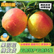 云南高原冬紅梨酸甜火把梨彩虹早酥沙梨子彝族特產(chǎn)水果 9斤裝包郵 5斤 小果100-130g