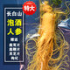 靈壹禾特大人參單支東北長(cháng)白山鮮人參一斤非野山參人參泡酒專(zhuān)用 501g*1袋 單支人參