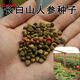 花中酷 人參種子 長白山人參種子人參種子野山參種子已催芽人參苗. 種子50粒