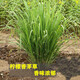香茅草苗帶根帶泥香茅苗泰國檸檬草盆栽香味濃郁可食用t2 20株 不含盆