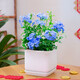 綠韻花田【兩小時(shí)達(dá)】玫瑰蟹爪蘭觀葉植物桌面觀賞開花桌面開業(yè)喬遷送禮 藍(lán)雪花（瓷盆隨機(jī)）