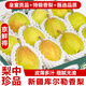 京地達(dá)新疆庫(kù)爾勒香梨 凈重8斤單果100g 梨子梨水果 源頭直發(fā)包郵