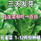 孔雀菜種子四季種庭院可生吃高營養(yǎng)直立生菜種子盆栽地栽沙拉生菜 孔雀菜種子 剛到新種1包1010粒
